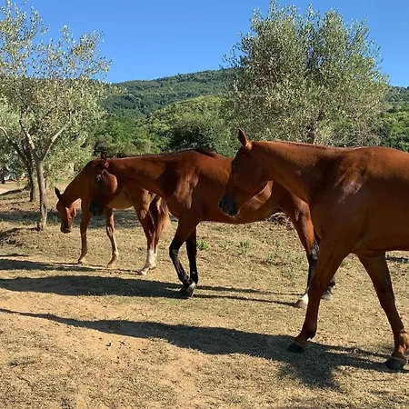 Da Carmine In Campagna Apartment